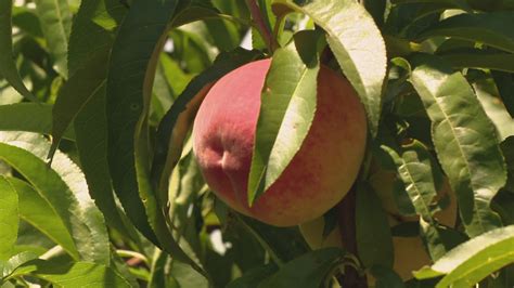 Peach season arrives early at Eckert's due to rainy spring | ksdk.com