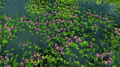 Image result for Nature Motion Graphics