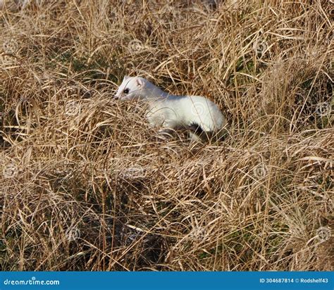 Image result for Stoat Predators