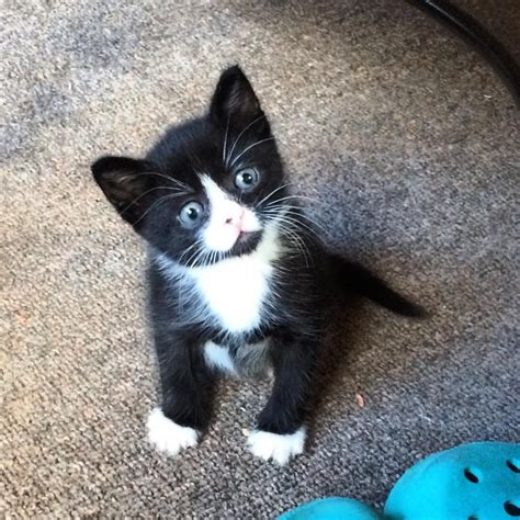 Black And White Cat With Blue Eyes Name at Cynthia Davidson blog