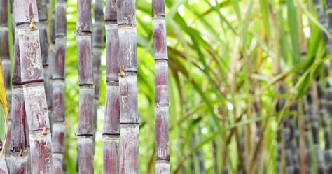 Sugarcane Booster Dose /ऊस बूस्टर डोस | N U T R I S