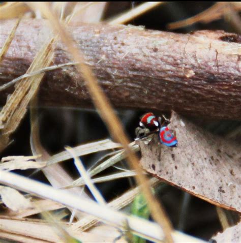 Peacock spider- anyone know what species this guy is? Found in Eleebana : r/AustralianSpiders