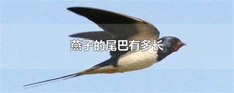 燕子的尾巴主要有哪些作用，燕子以什么为食，怎样筑巢 - 农敢网