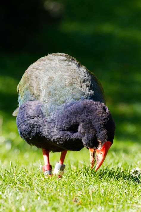 It is with deep sadness that we share the passing of beloved takahē, Nio. Nio, 19, was taken to ...