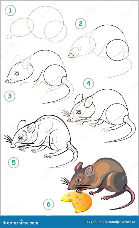 Page Shows How To Learn Step By Step To Draw A Rat. Vector Illustration ...