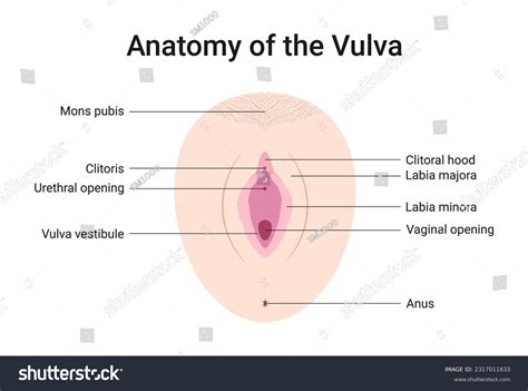 Anatomy Vulva Medical Vector Illustration 库存矢量图（免版税）2317011833 ...