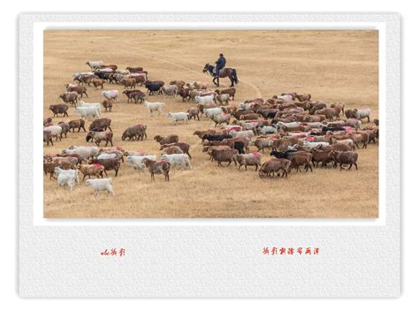 航拍瑞士牧羊人赶羊下山 羊群走盘山路分外震撼_手机新浪网