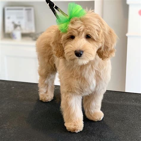 Image result for Cockapoo Teddy Cut