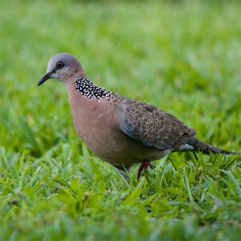 Hawaiʻi Birding Trails | spotted dove