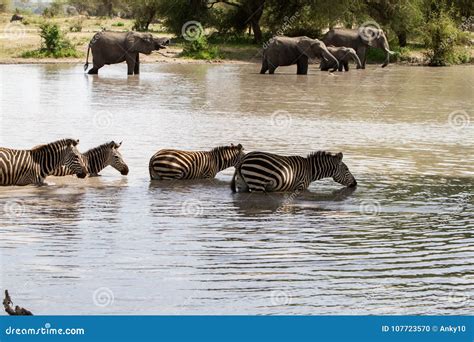 Elephants and Zebras in the Water Stock Photo - Image of africa, female: 107723570