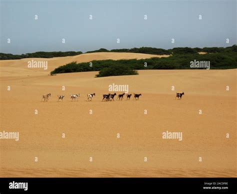 Dunes of Medanos de Coro National Park in Coro in Falcon State in ...