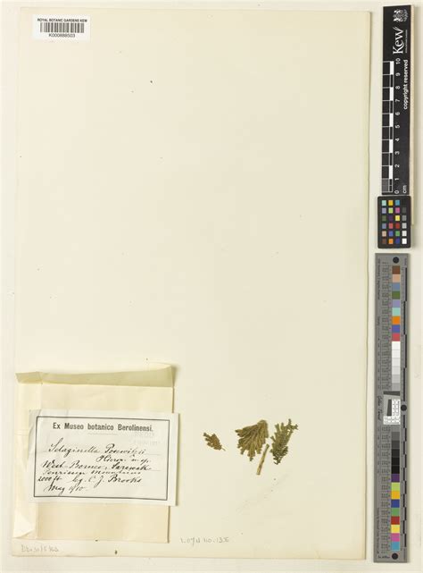 Selaginella posewitzii Hieron. | Plants of the World Online | Kew Science