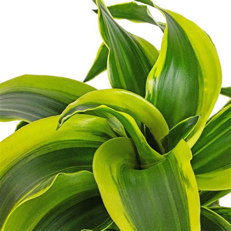 Dracaena fragrans Tornado - Quality Houseplants | Hortology - HORTOLOGY
