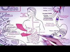 Image result for Minecraft Digestive System