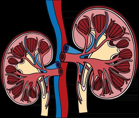 Kidney Function 的图像结果