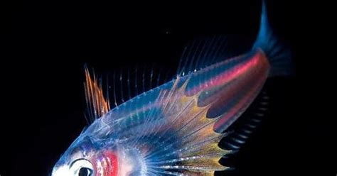 Image result for Alien Movement