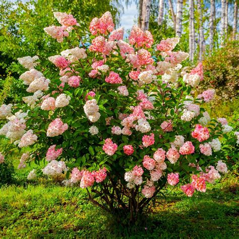 Vanilla Strawberry™ Hydrangea | Vanilla strawberry hydrangea ...