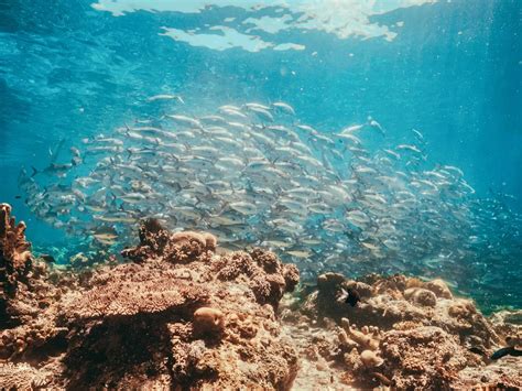 Diving Sipadan: A Complete Guide to Malaysia’s Top Dive Destination
