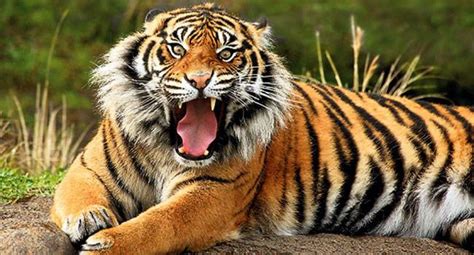 International Tiger Day: Who is behind the success story of tigers in ...