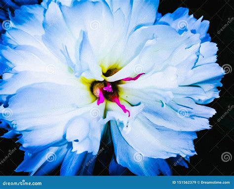 FLOWERPOWER 库存图片. 图片 包括有 èš±, ä¸ å œ, æœ¬è - 151562379