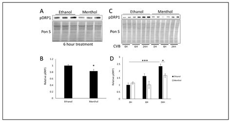 Antiviral Effects of Menthol on Coxsackievirus B