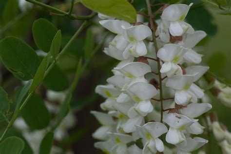Free picture: black, locust, flowers