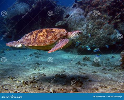 Big Green turtle . stock photo. Image of swimming, travel - 260064146