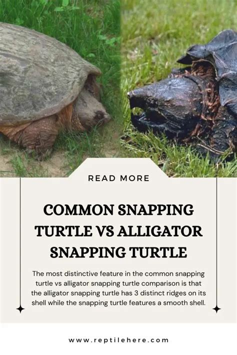 Image result for Snapping Turtle vs Alligator