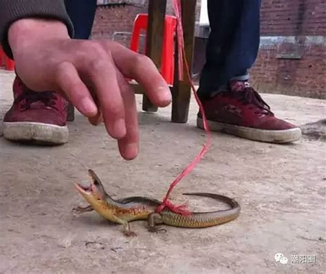 潮阳农村孥玩的“狗母蛇”,你小时候抓过吗？还记得陪你度过儿时夏日的狗母蛇吗？