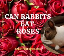 Image result for Wild Rabbits Eat