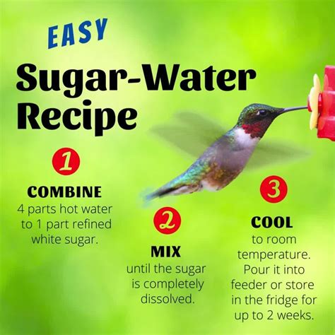 Sugar Water Recipe for Hummingbirds
