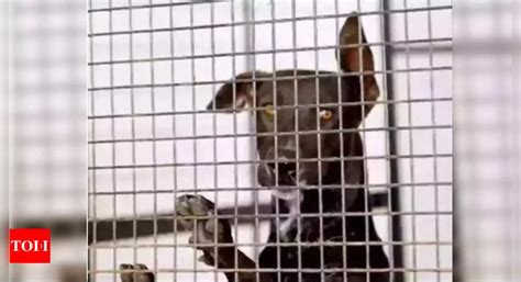 Chennai: With no regulations, animal care centres turn prisons ...