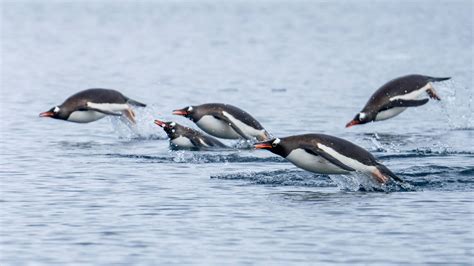 Gentoo Penguin | Antarctic Wildlife - Aurora Expeditions