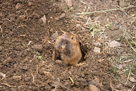 Image result for Dramatic Gopher
