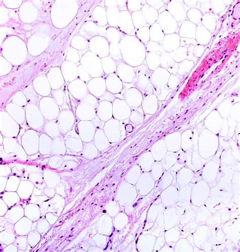Tissue Engineering 的图像结果