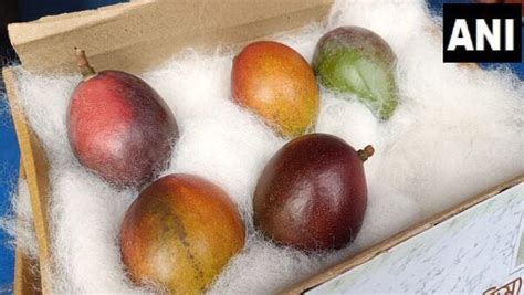 Expensive Mango 的图像结果