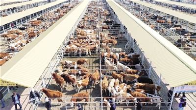 宁夏西吉：节前肉牛市场交易忙-新华网