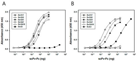 Phage Display Screening of Bovine Antibodies to Foot-and-Mouth Disease ...