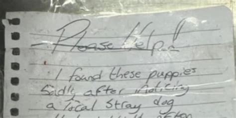CONMOVEDOR: Hombre sin hogar rescata a cachorros, los lleva a un lugar ...