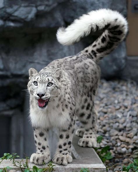 Download Leopard Snow Leopard Wagging Tail Picture | Wallpapers.com