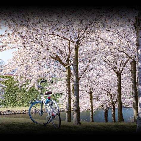 Image result for Spring Time Starts