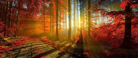 Download wallpaper wallpaper, forest, trees, autumn, rays, sun, section ...