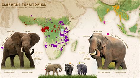 Elephant Diversity and Conservation: Habitat, Species, and Survival