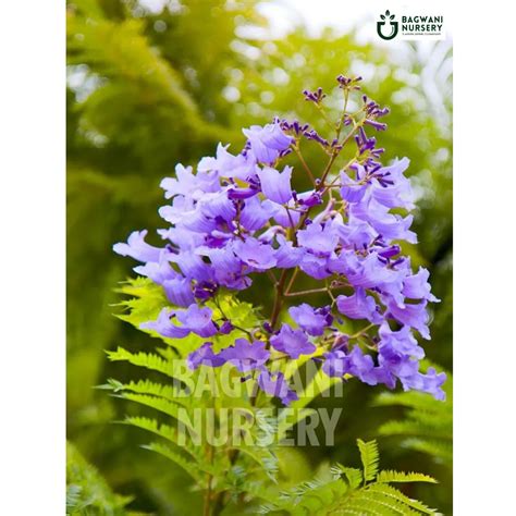 Buy Jacaranda Timber Tree Online | Jacaranda Mimosifolia | Bagwani Nur ...