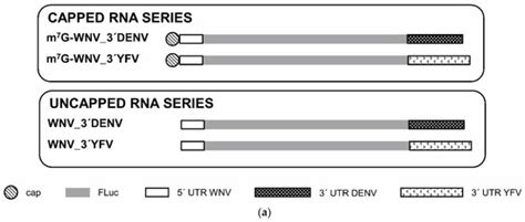 IJMS | Special Issue : Molecular Research on Emerging Mosquito ...