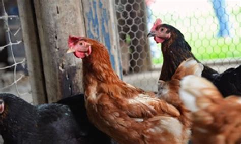 Avian flu virus may be more infectious to humans from cattle than from ...