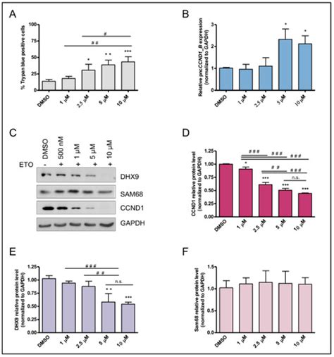 pncCCND1_B Engages an Inhibitory Protein Network to Downregulate CCND1 ...