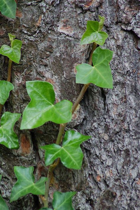 Types Of English Ivy at Milla Levi blog