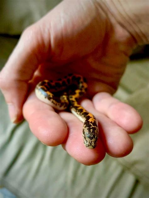 Image result for Voodoo Ball Python