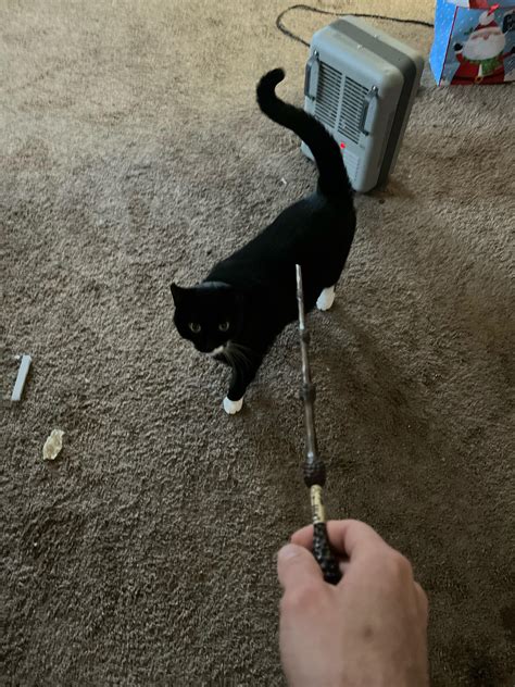 Image result for Learning to Spell Cat